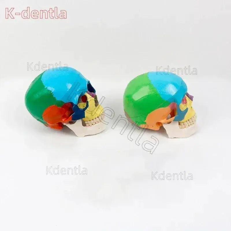  Colorful Skull Model For Anatomy Teaching Medical Study -  ToylandEU™
