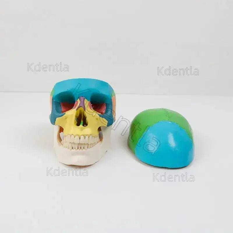  Colorful Skull Model For Anatomy Teaching Medical Study -  ToylandEU™