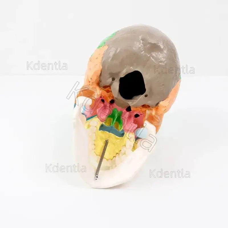  Colorful Skull Model For Anatomy Teaching Medical Study -  ToylandEU™