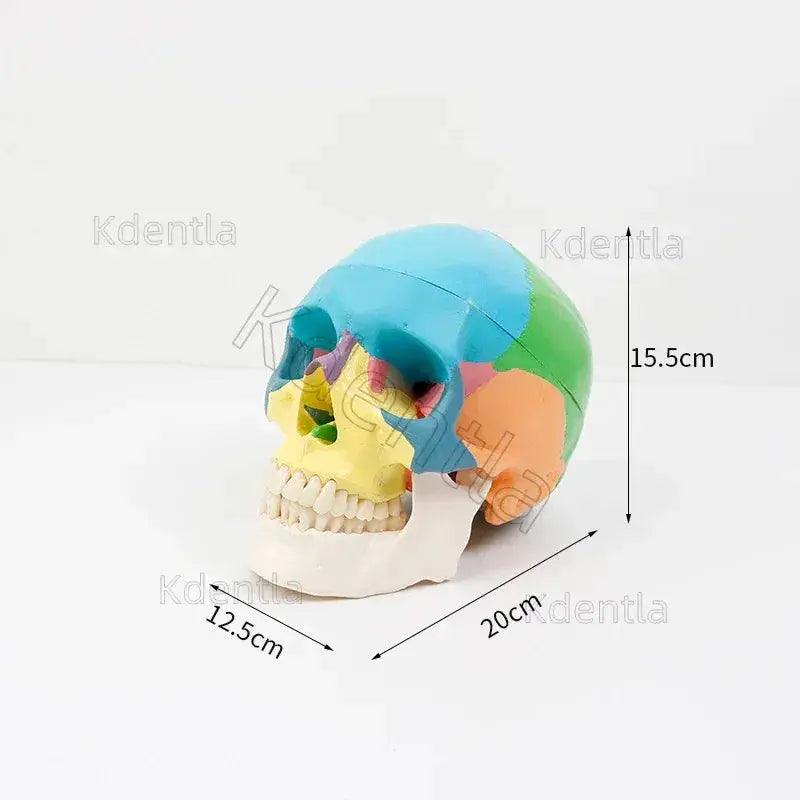  Colorful Skull Model For Anatomy Teaching Medical Study -  ToylandEU™