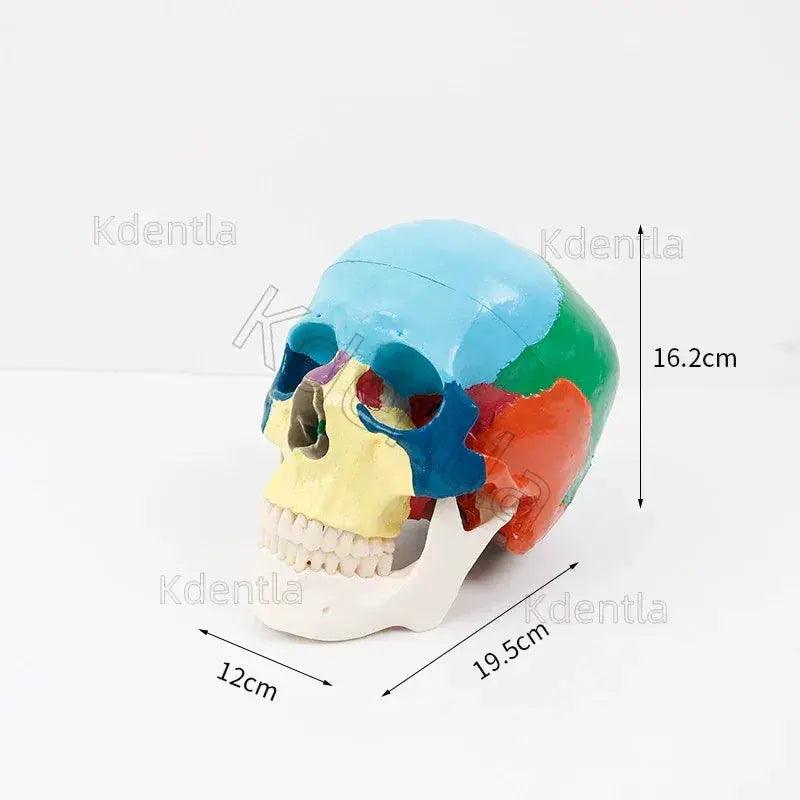  Colorful Skull Model For Anatomy Teaching Medical Study -  ToylandEU™