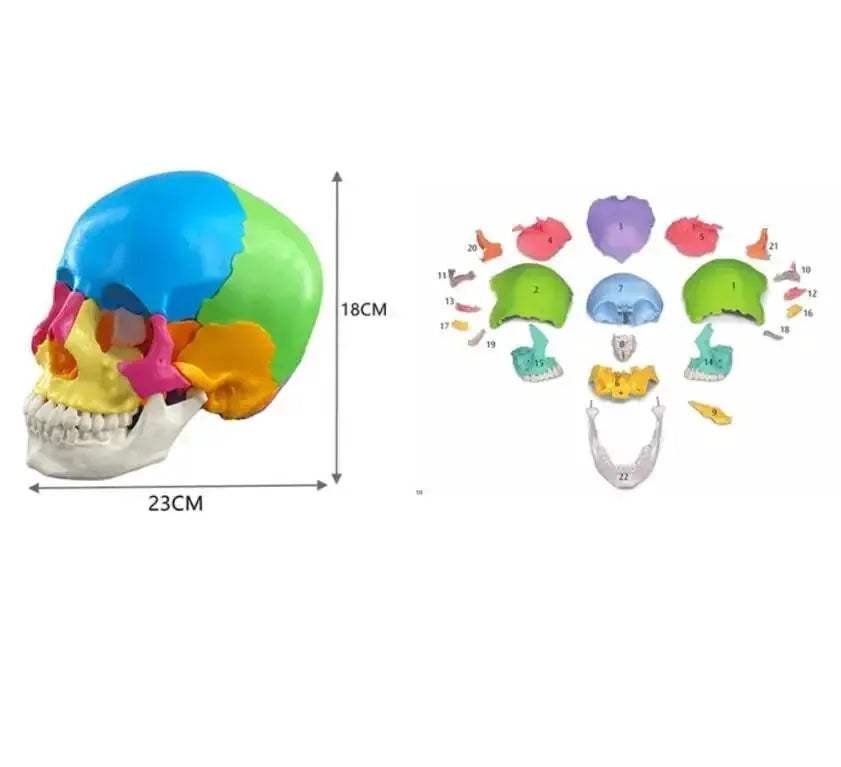Colorful Skull Model With Removable 22 Parts Educational Kit - ToylandEU