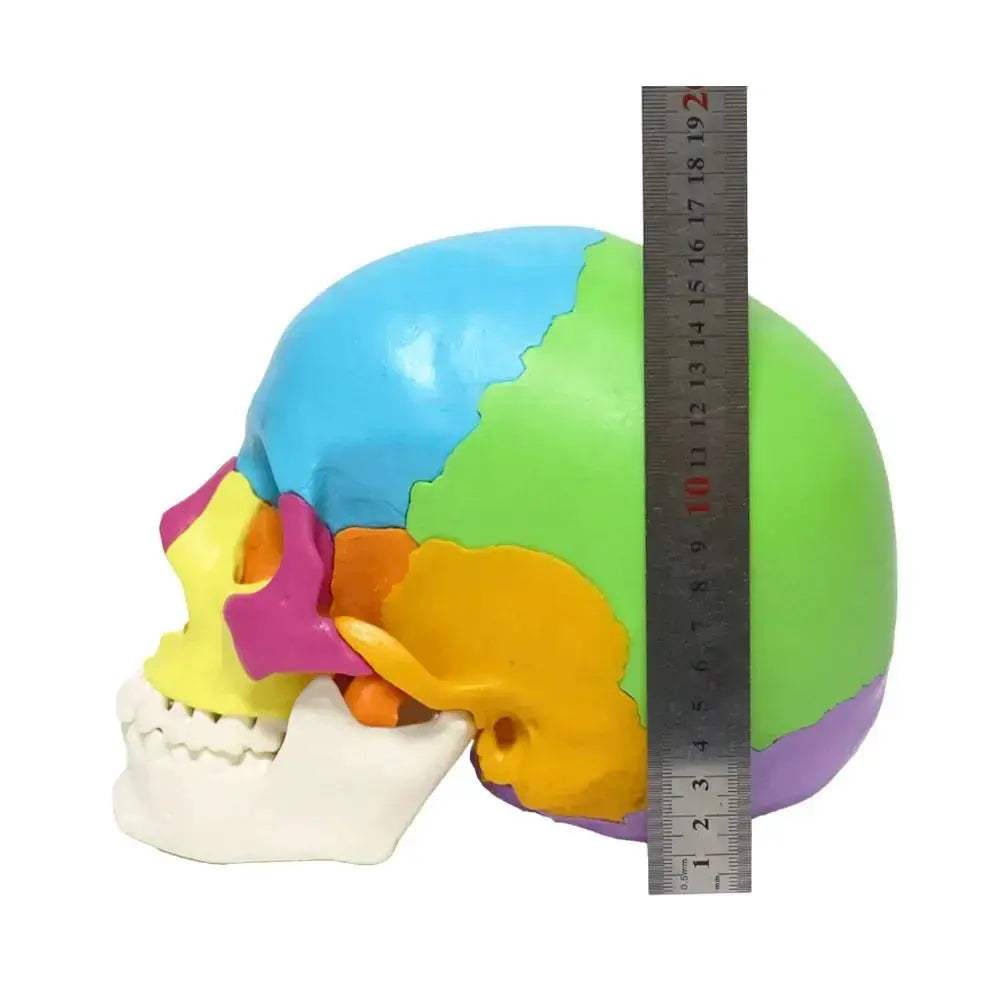 Colorful Skull Model With Removable 22 Parts Educational Kit - ToylandEU