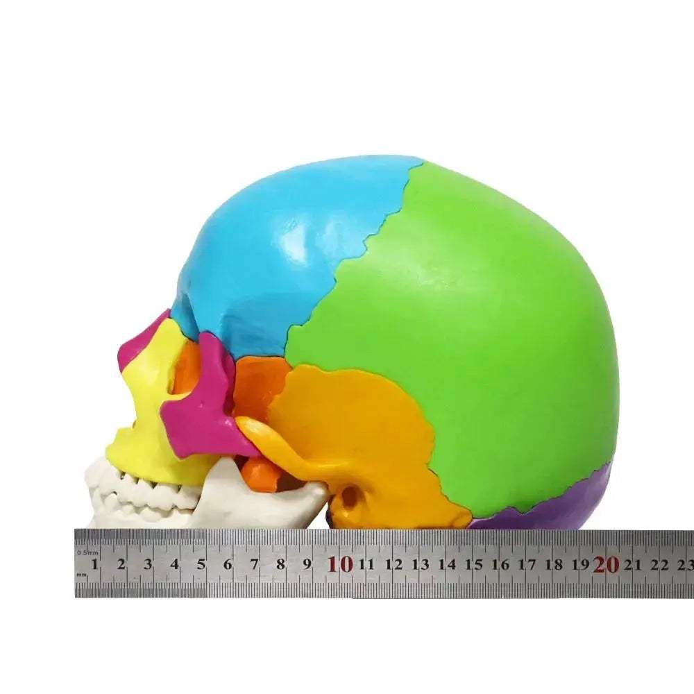Colorful Skull Model With Removable 22 Parts Educational Kit - ToylandEU