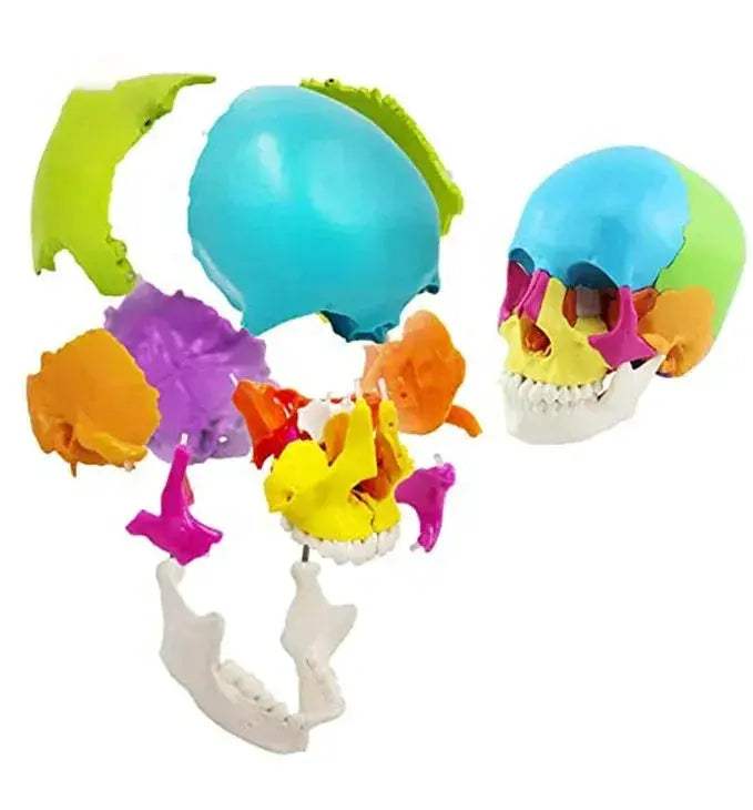 Colorful Skull Model With Removable 22 Parts Educational Kit - ToylandEU