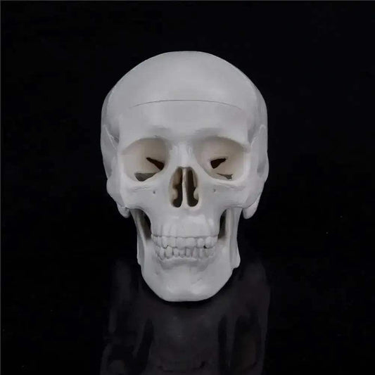  Skull Anatomy Model Compact Portable For Teaching -  ToylandEU™