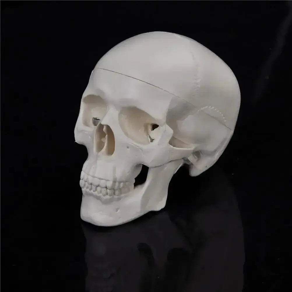 Compact Portable Mini Skull Anatomy Model For Teaching - ToylandEU