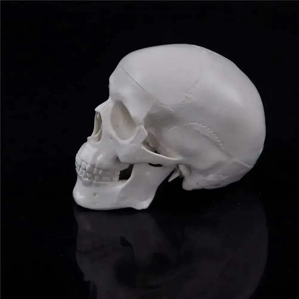 Compact Portable Mini Skull Anatomy Model For Teaching - ToylandEU