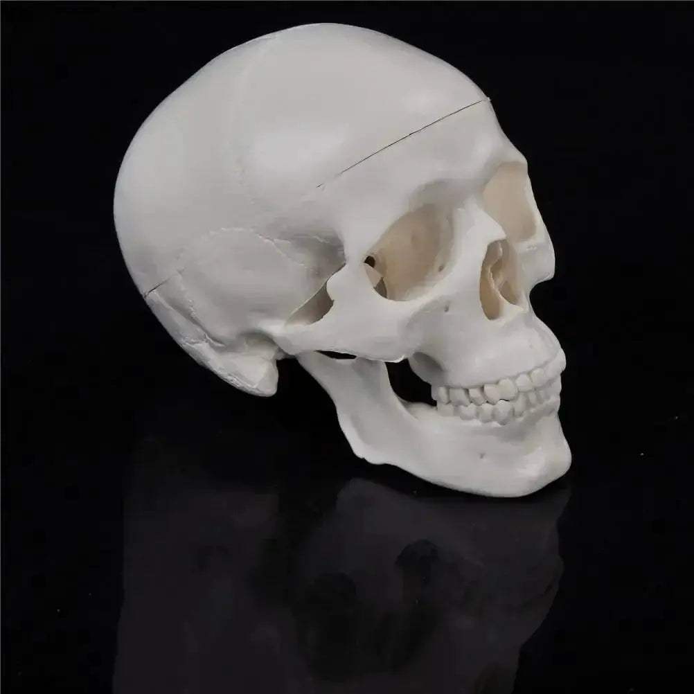 Compact Portable Mini Skull Anatomy Model For Teaching - ToylandEU