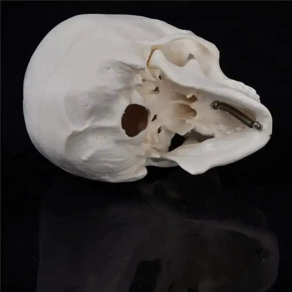 Compact Portable Mini Skull Anatomy Model For Teaching - ToylandEU