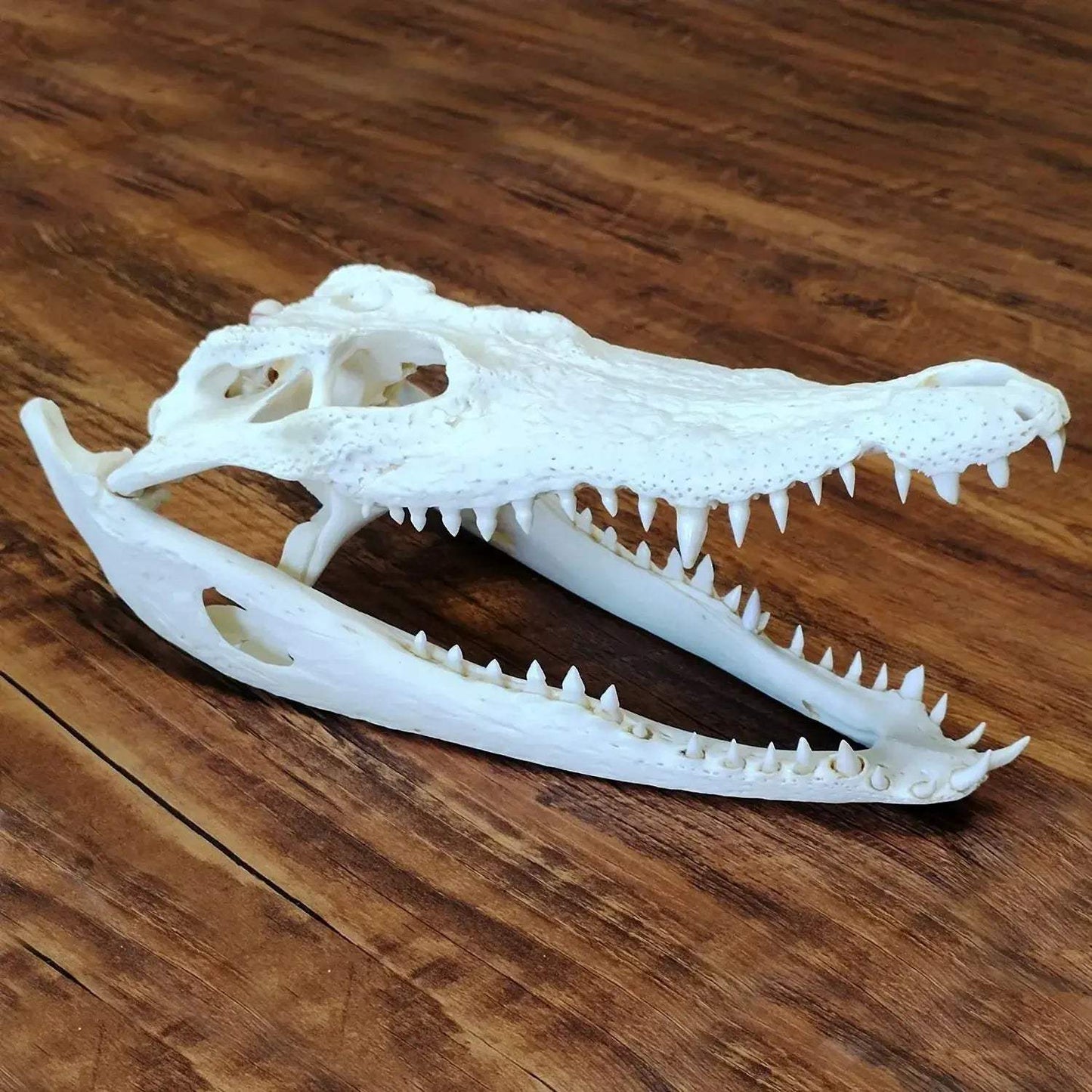 Crocodile Head Reptile Skull Model For Teaching And Home Decor - ToylandEU