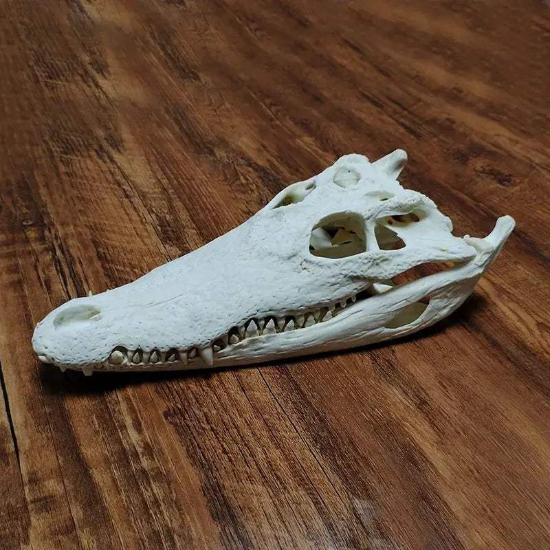 Crocodile Head Reptile Skull Model For Teaching And Home Decor - ToylandEU
