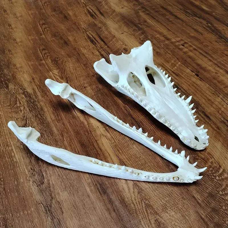Crocodile Head Reptile Skull Model For Teaching And Home Decor - ToylandEU