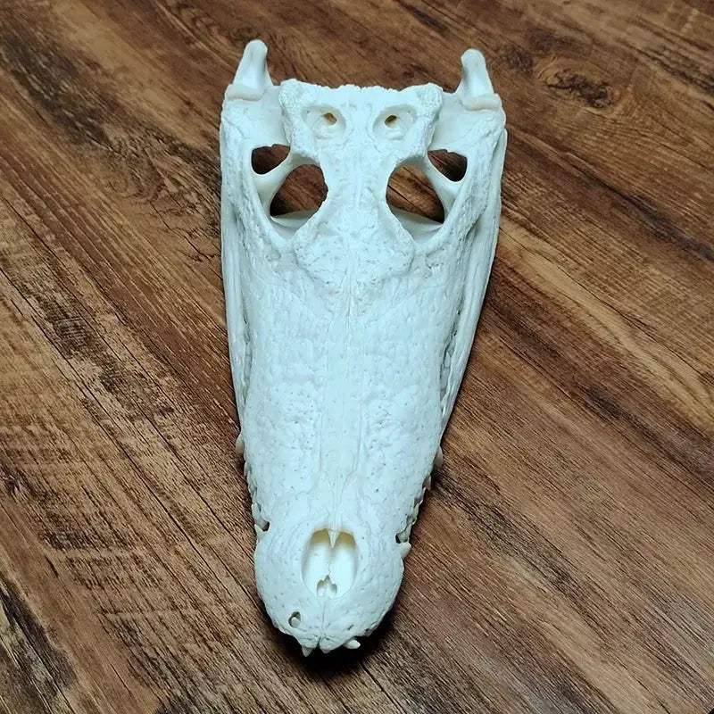 Crocodile Head Reptile Skull Model For Teaching And Home Decor - ToylandEU