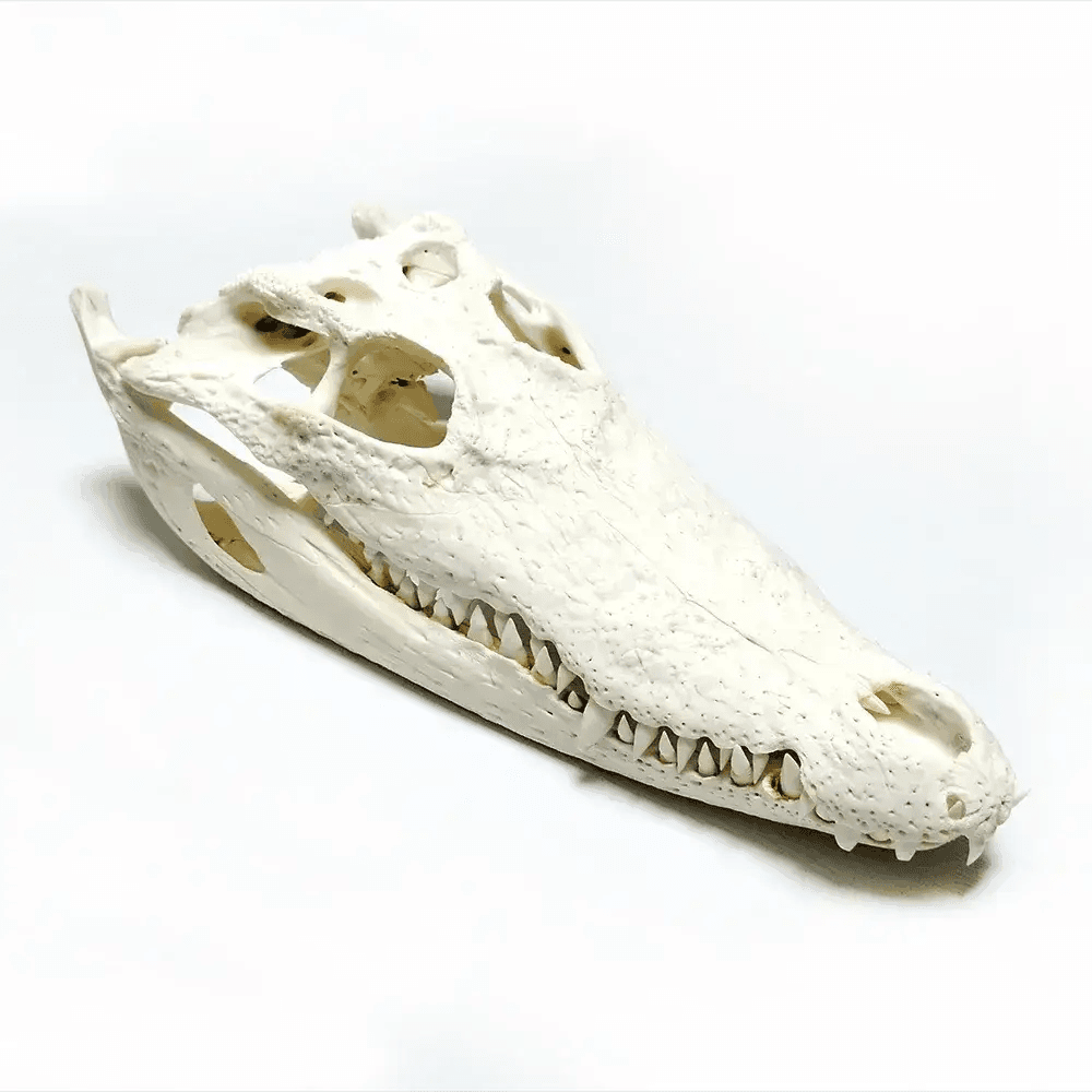 Crocodile Head Reptile Skull Model For Teaching And Home Decor - ToylandEU