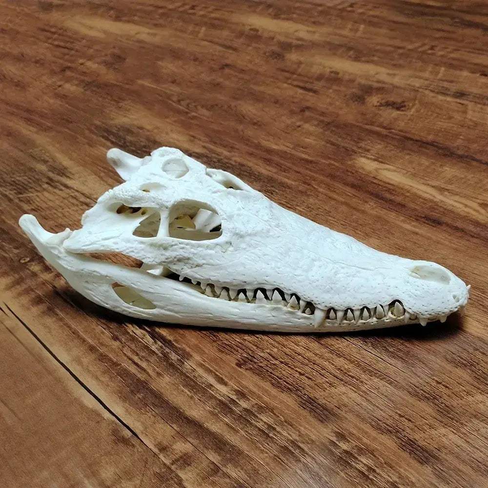 Crocodile Head Reptile Skull Model For Teaching And Home Decor - ToylandEU