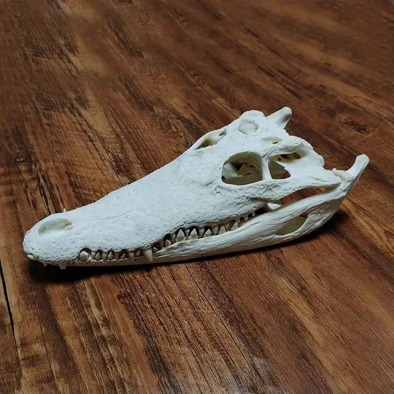  Crocodile Head Reptile Skull Model Realistic Teaching -  ToylandEU™