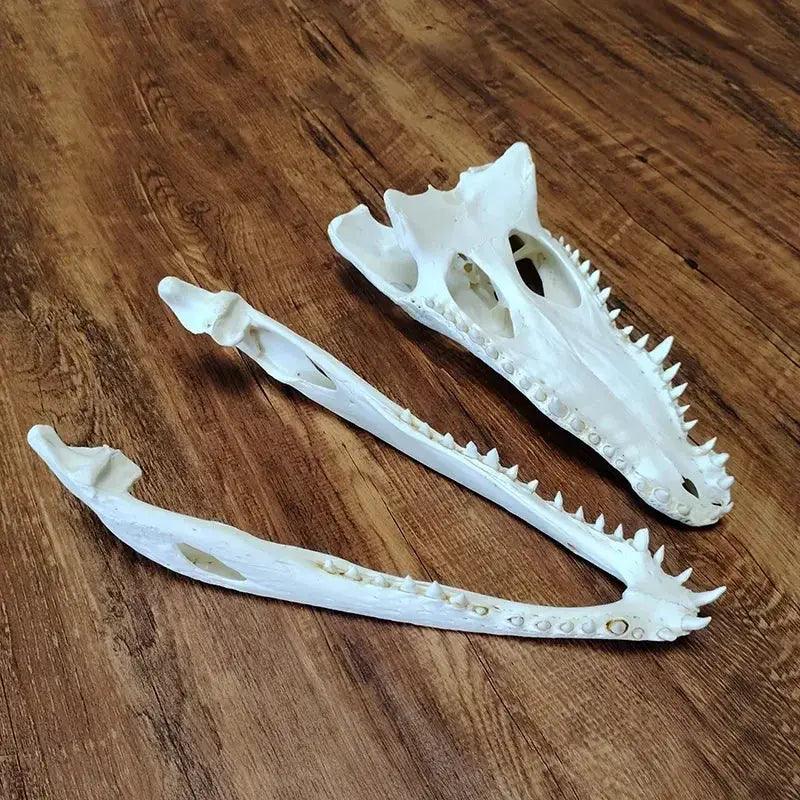  Crocodile Head Reptile Skull Model Realistic Teaching -  ToylandEU™