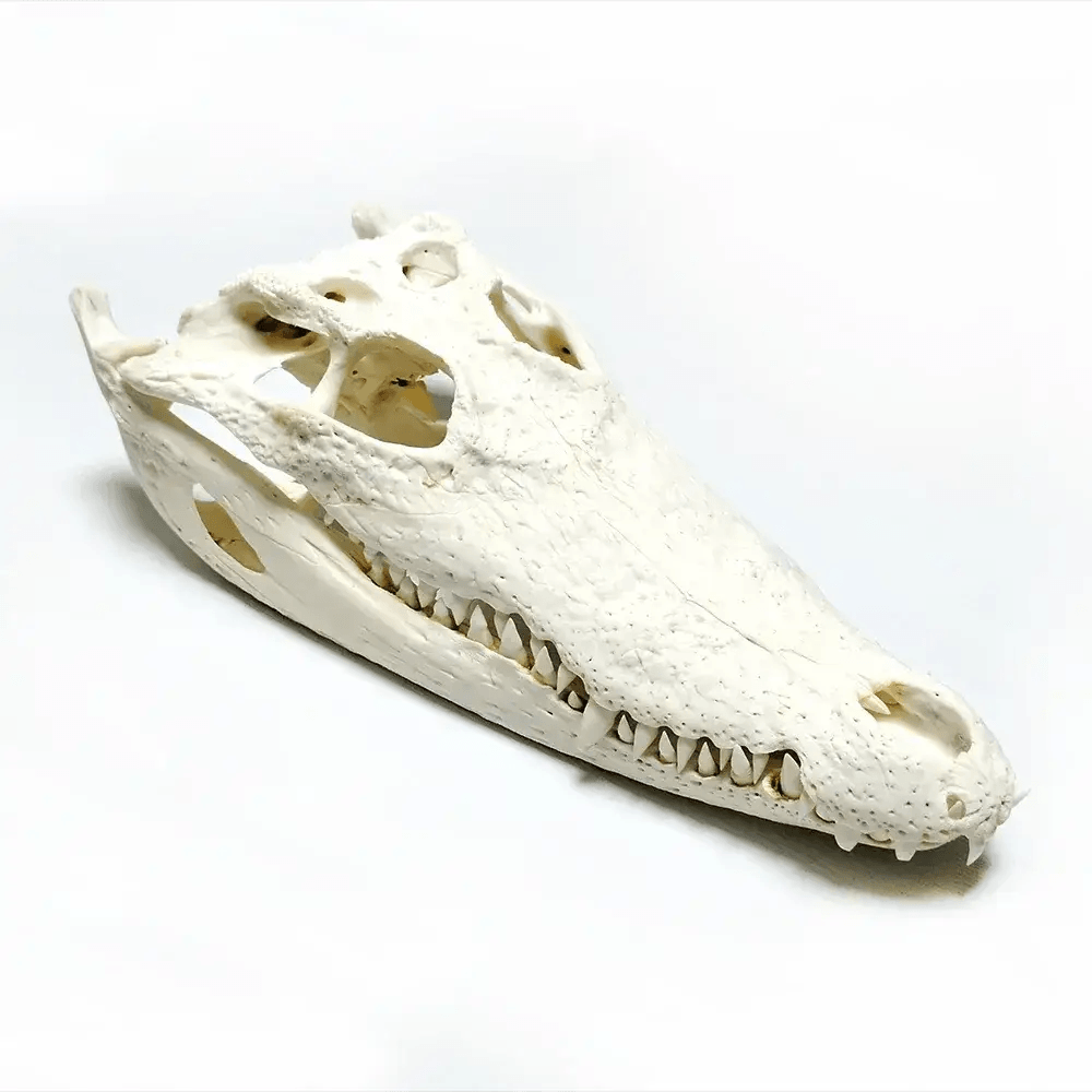  Crocodile Head Reptile Skull Model Realistic Teaching -  ToylandEU™