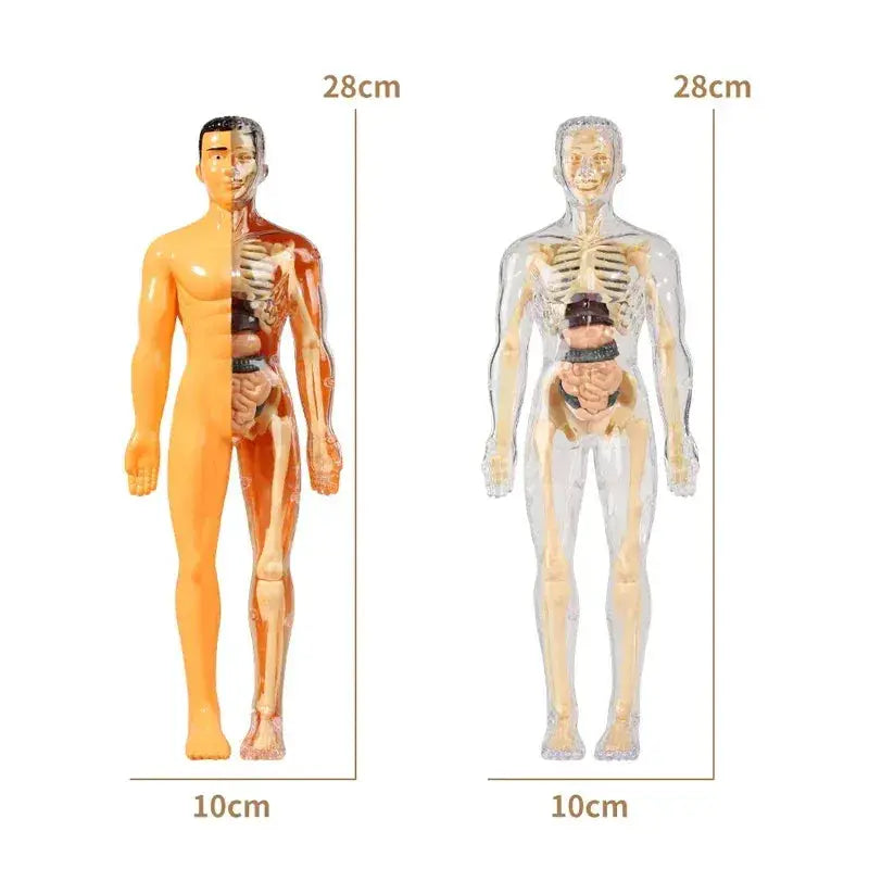 DIY 3D Human Torso Anatomy Model Educational Toy For Kids - ToylandEU