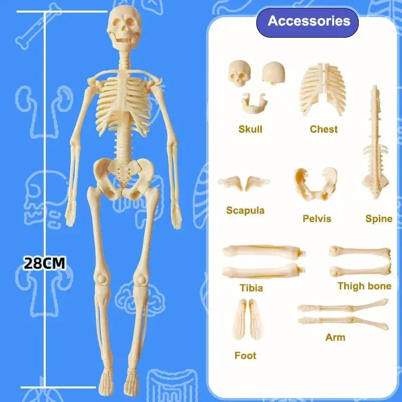 DIY 3D Human Torso Anatomy Model Educational Toy For Kids - ToylandEU