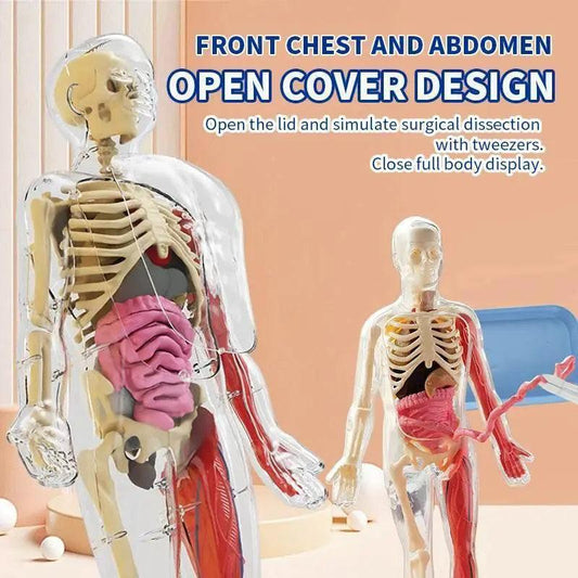  DIY Assembly Luminous Human Body Model Noctilucent Organ Skeleton Anatomy Glow in the Dark Human for Medicine Science Education -  ToylandEU™