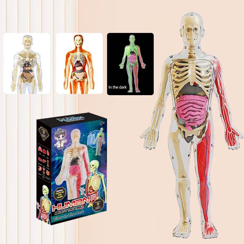 DIY Assembly Luminous Human Body Model Noctilucent Organ Skeleton Anatomy Glow in the Dark Human for Medicine Science Education - ToylandEU