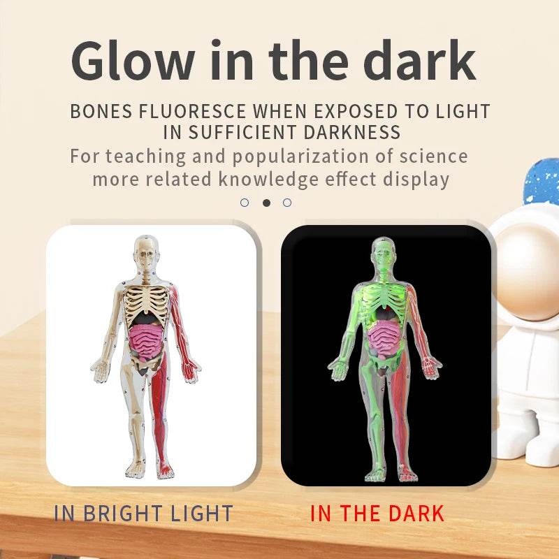 DIY Assembly Luminous Human Body Model Noctilucent Organ Skeleton Anatomy Glow in the Dark Human for Medicine Science Education - ToylandEU