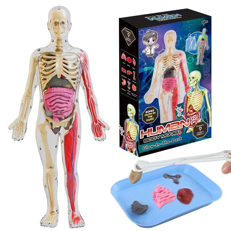DIY Assembly Luminous Human Body Model Noctilucent Organ Skeleton Anatomy Glow in the Dark Human for Medicine Science Education - ToylandEU
