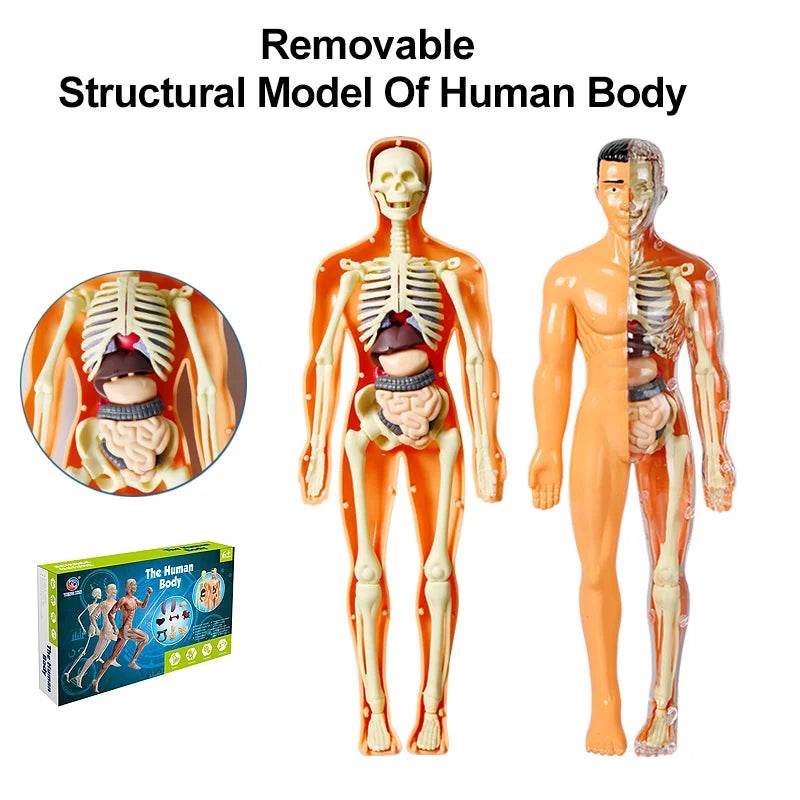 DIY Assembly Luminous Human Body Model Noctilucent Organ Skeleton Anatomy Glow in the Dark Human for Medicine Science Education - ToylandEU