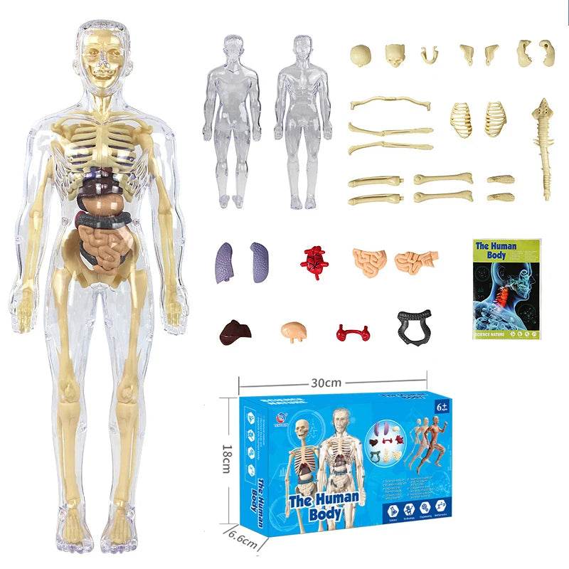 DIY Assembly Luminous Human Body Model Noctilucent Organ Skeleton Anatomy Glow in the Dark Human for Medicine Science Education - ToylandEU
