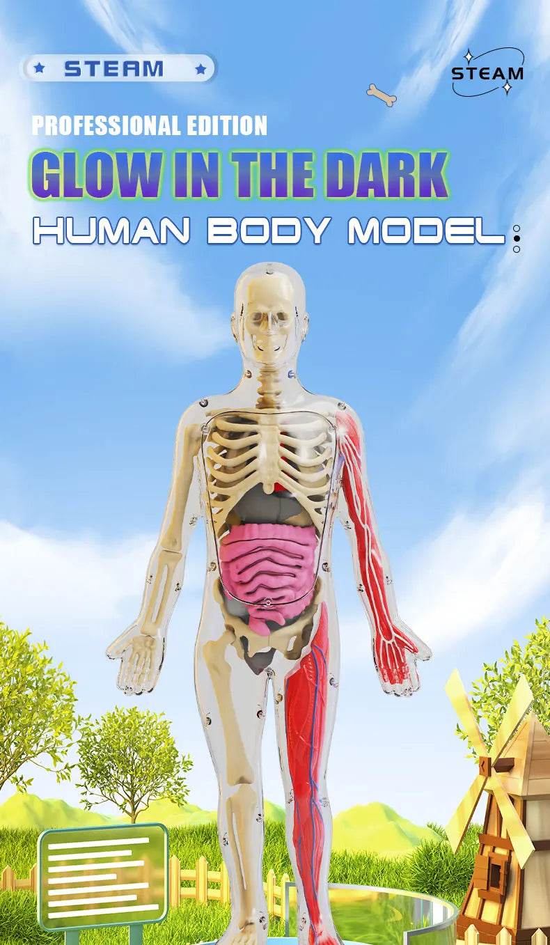 DIY Assembly Luminous Human Body Model Noctilucent Organ Skeleton Anatomy Glow in the Dark Human for Medicine Science Education - ToylandEU