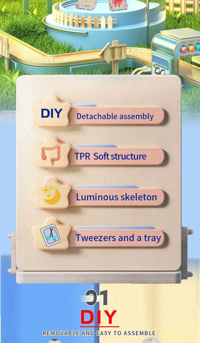 DIY Assembly Luminous Human Body Model Noctilucent Organ Skeleton Anatomy Glow in the Dark Human for Medicine Science Education - ToylandEU