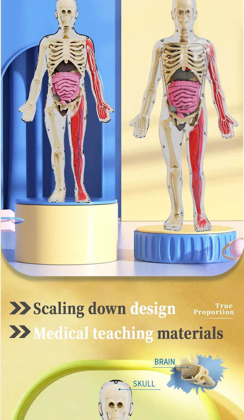 DIY Assembly Luminous Human Body Model Noctilucent Organ Skeleton Anatomy Glow in the Dark Human for Medicine Science Education - ToylandEU