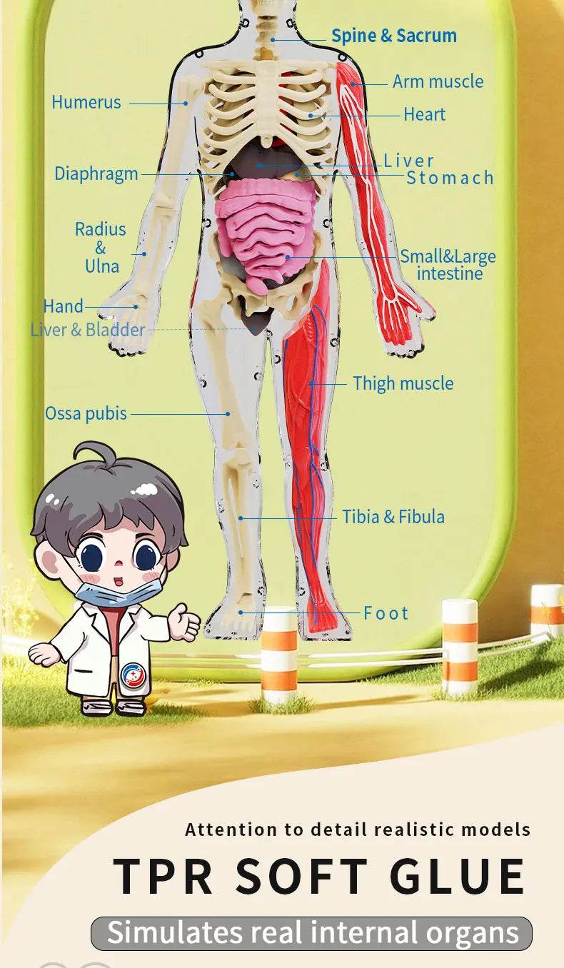 DIY Assembly Luminous Human Body Model Noctilucent Organ Skeleton Anatomy Glow in the Dark Human for Medicine Science Education - ToylandEU