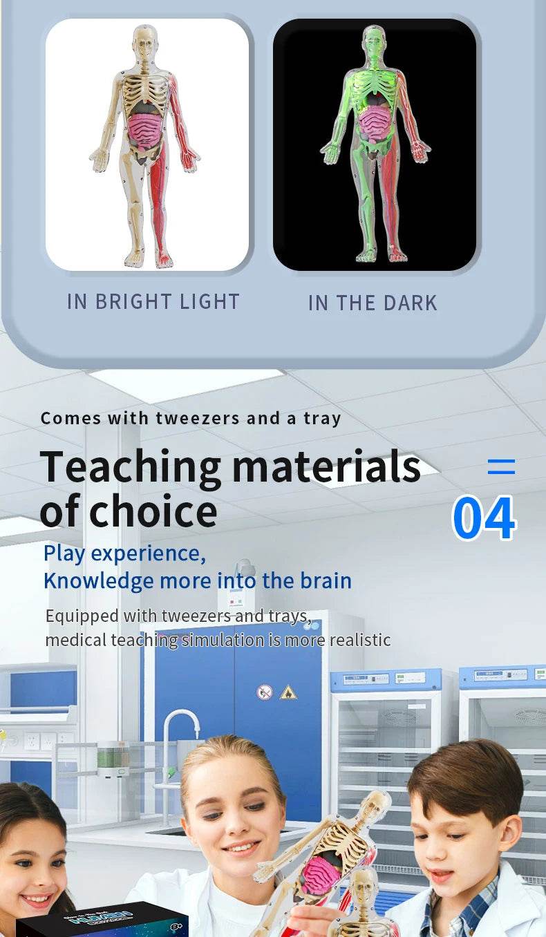 DIY Assembly Luminous Human Body Model Noctilucent Organ Skeleton Anatomy Glow in the Dark Human for Medicine Science Education - ToylandEU