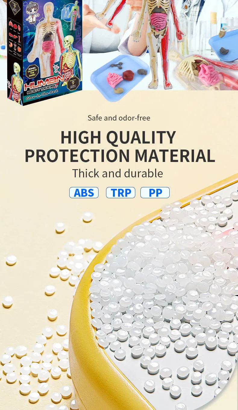 DIY Assembly Luminous Human Body Model Noctilucent Organ Skeleton Anatomy Glow in the Dark Human for Medicine Science Education - ToylandEU