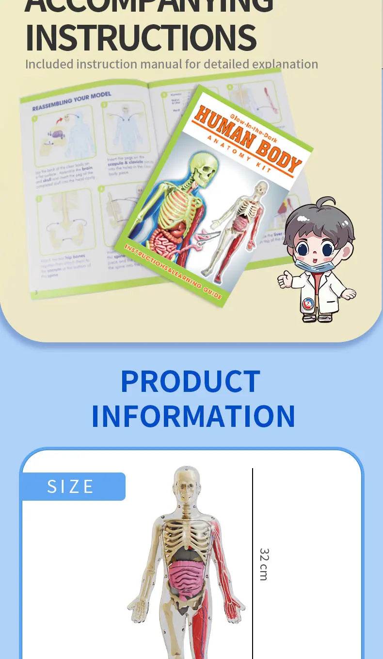 DIY Assembly Luminous Human Body Model Noctilucent Organ Skeleton Anatomy Glow in the Dark Human for Medicine Science Education - ToylandEU
