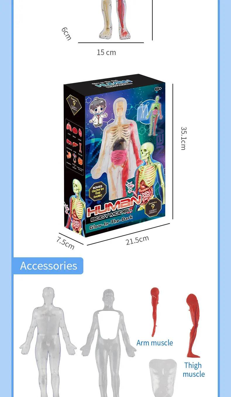 DIY Assembly Luminous Human Body Model Noctilucent Organ Skeleton Anatomy Glow in the Dark Human for Medicine Science Education - ToylandEU