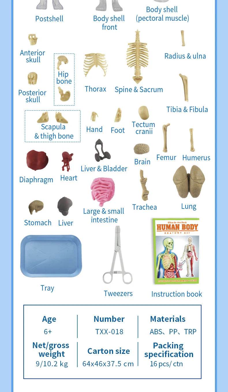 DIY Assembly Luminous Human Body Model Noctilucent Organ Skeleton Anatomy Glow in the Dark Human for Medicine Science Education - ToylandEU