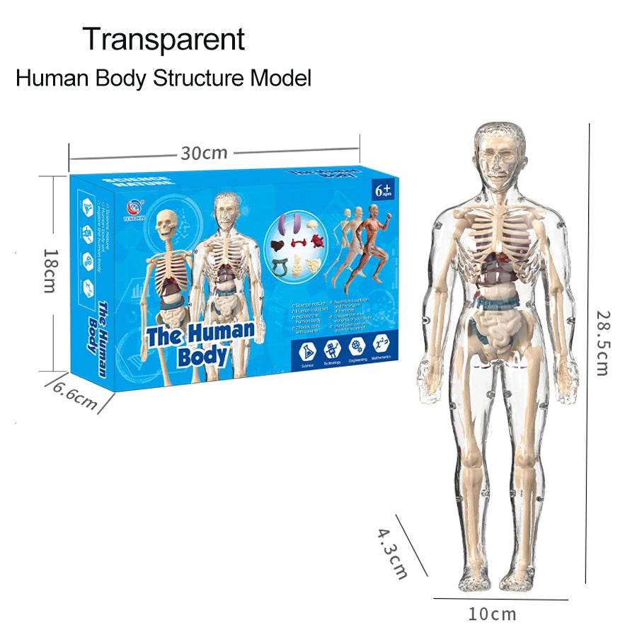 DIY Assembly Luminous Human Body Model Noctilucent Organ Skeleton Anatomy Glow in the Dark Human for Medicine Science Education - ToylandEU