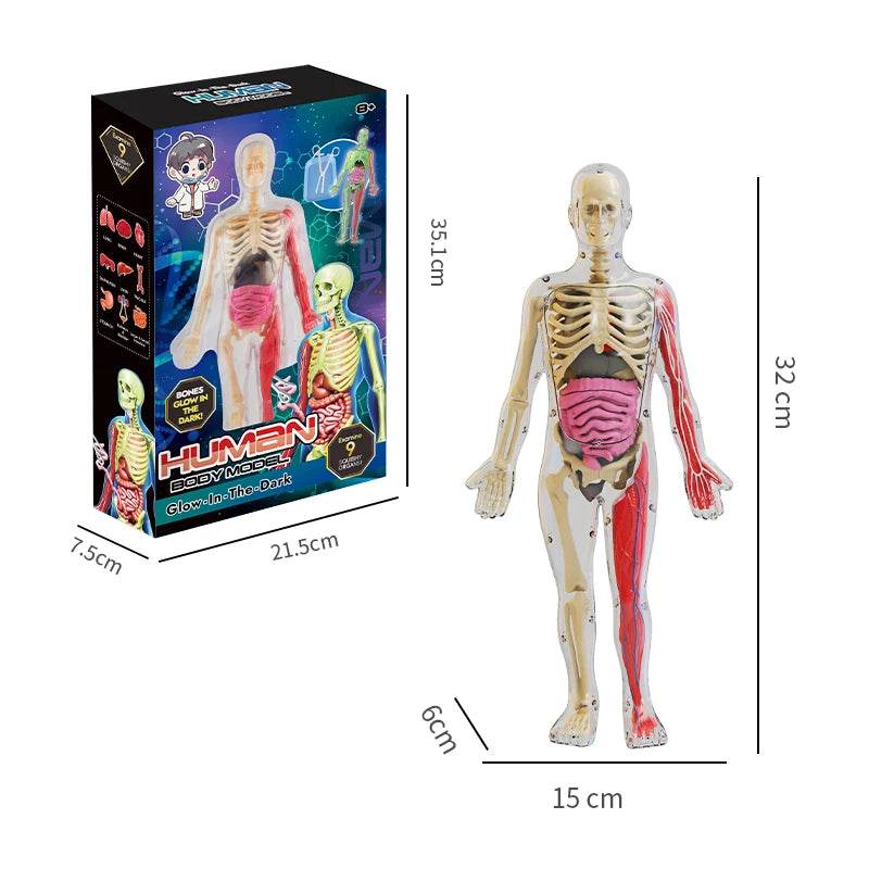 DIY Assembly Luminous Human Body Model Noctilucent Organ Skeleton Anatomy Glow in the Dark Human for Medicine Science Education - ToylandEU