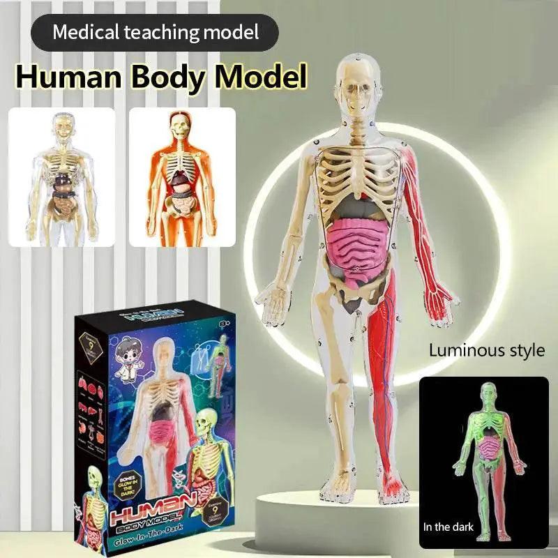  DIY Assembly Noctilucent Human Organ Skeleton Model for Early Childhood Biology Teaching -  ToylandEU™