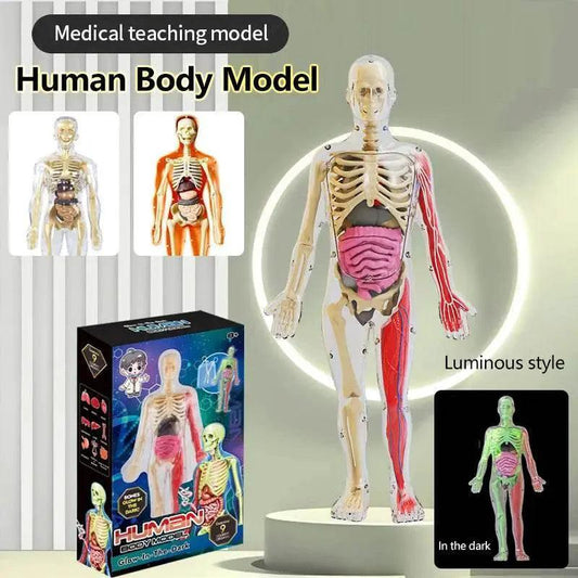  DIY Assembly Noctilucent Human Organ Skeleton Model for Early Childhood Biology Teaching -  ToylandEU™