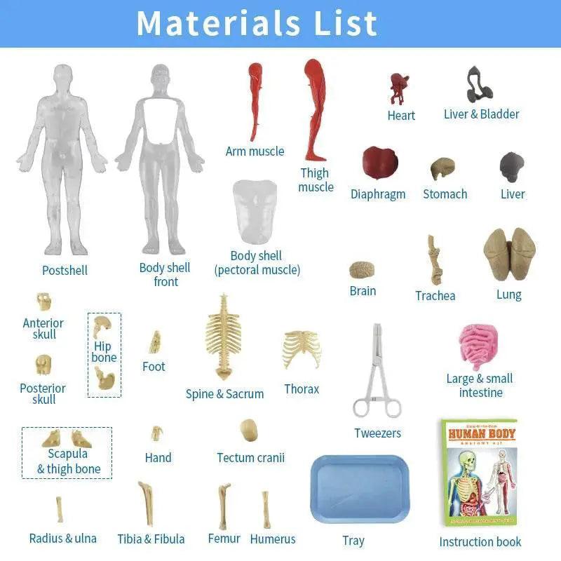  DIY Assembly Noctilucent Human Organ Skeleton Model for Early Childhood Biology Teaching -  ToylandEU™