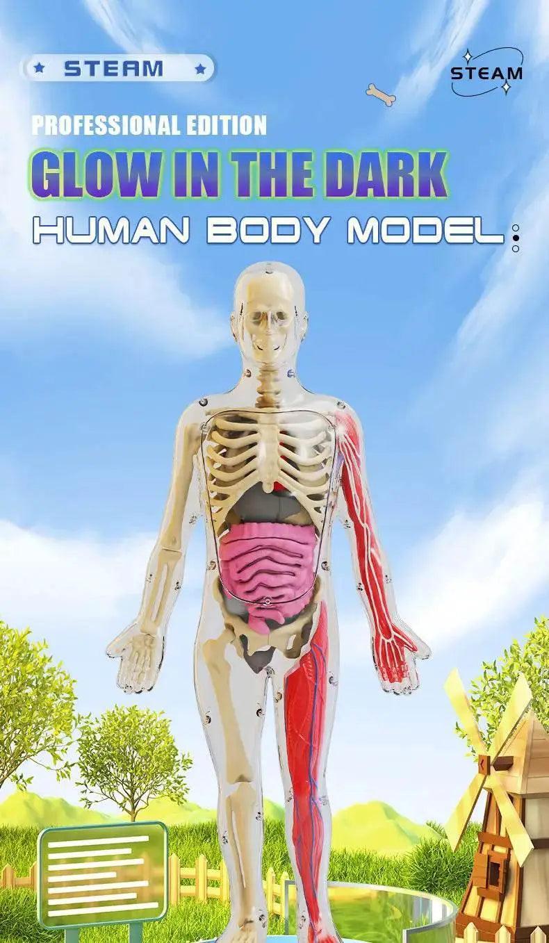  DIY Assembly Noctilucent Human Organ Skeleton Model for Early Childhood Biology Teaching -  ToylandEU™