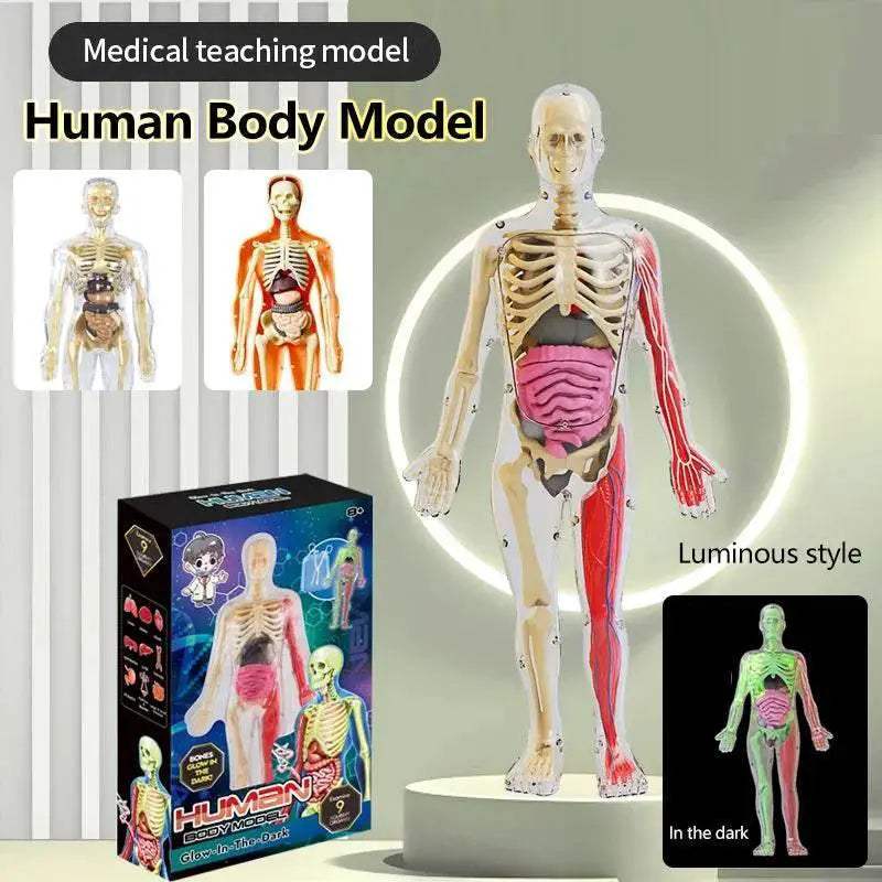 DIY Assembly Noctilucent Human Organ Skeleton Model for Early Childhood Biology Teaching - ToylandEU