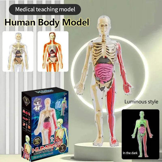  DIY Assembly Noctilucent Human Organ Skeleton Model for Early Childhood Biology Teaching -  ToylandEU™