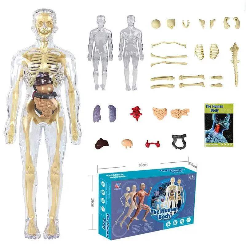 DIY Assembly Noctilucent Human Organ Skeleton Model for Early Childhood Biology Teaching - ToylandEU