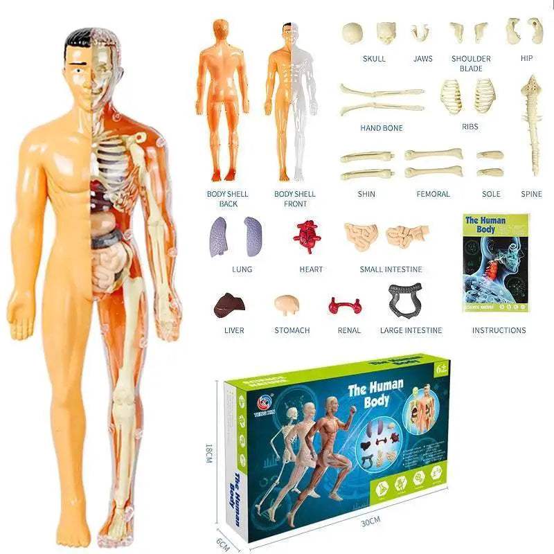DIY Assembly Noctilucent Human Organ Skeleton Model for Early Childhood Biology Teaching - ToylandEU